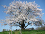 為内の一本桜