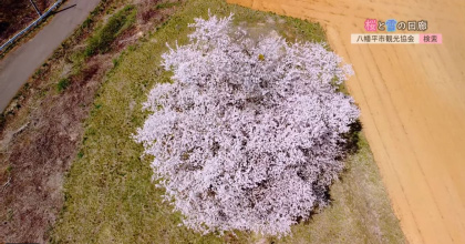 【4K】桜と雪の回廊2020 岩手・八幡平 【4K】桜と雪の回廊2020 岩手・八幡平