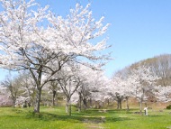 さくら公園