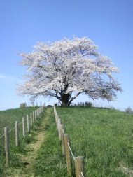 為内の一本桜