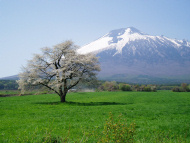 上坊の一本桜